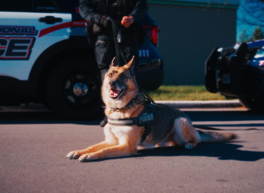 What Happens When Police Dogs Retire?