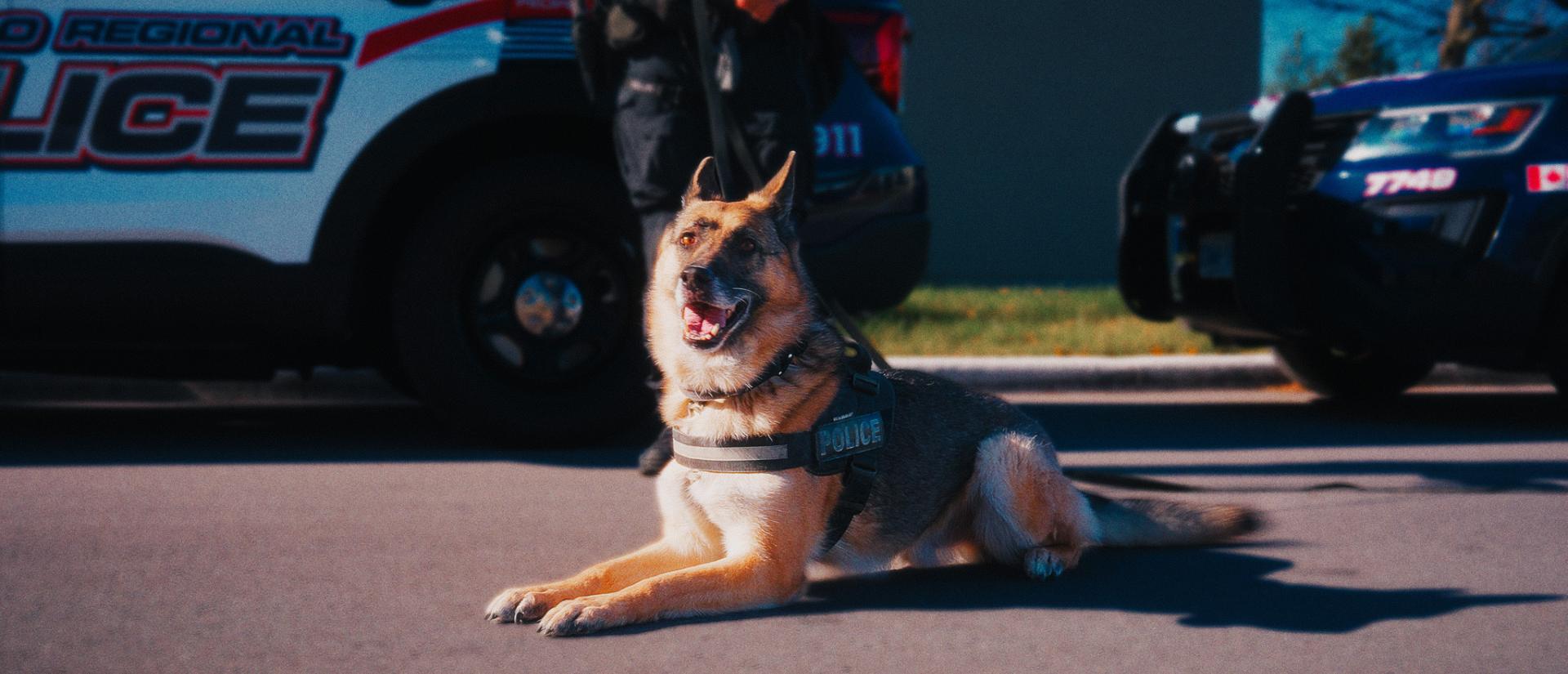 What Happens When Police Dogs Retire?